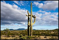 Saguaro Cactus and Vekol Valley. Sonoran Desert National Monument, Arizona, USA ( color)