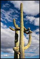 Saguaro Cacti and clouds. Sonoran Desert National Monument, Arizona, USA ( color)