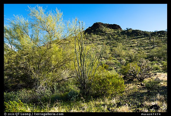Palo Verde and Lost Horse Peak. Sonoran Desert National Monument, Arizona, USA (color)