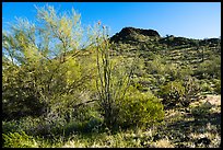 Palo Verde and Lost Horse Peak. Sonoran Desert National Monument, Arizona, USA ( color)
