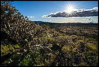 Buckhorn Cholla Cactus and sun. Sonoran Desert National Monument, Arizona, USA ( color)