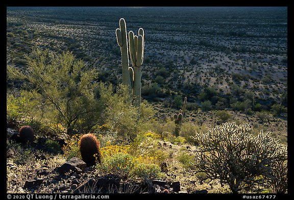 Barrel, Cholla and Saguaro cacti on hillside. Sonoran Desert National Monument, Arizona, USA (color)