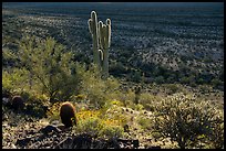 Barrel, Cholla and Saguaro cacti on hillside. Sonoran Desert National Monument, Arizona, USA ( color)