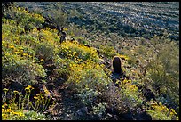 Brittlebush in bloom on Lost Horse Peak. Sonoran Desert National Monument, Arizona, USA ( color)