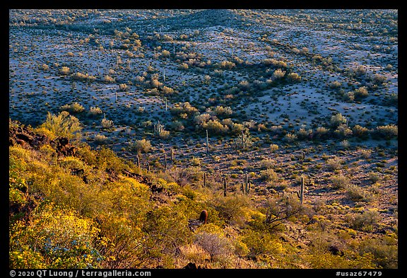 Slope with desert shrubs overlooking plain with saguaro cactus. Sonoran Desert National Monument, Arizona, USA (color)