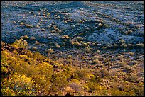 Slope with desert shrubs overlooking plain with saguaro cactus. Sonoran Desert National Monument, Arizona, USA ( color)