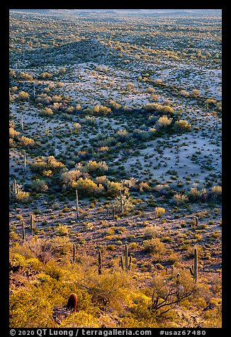 Shrubs and cactus, late afternoon. Sonoran Desert National Monument, Arizona, USA (color)