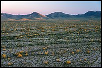 Saguaro cactus and shrubs in Vekol Valley at sunset. Sonoran Desert National Monument, Arizona, USA ( color)