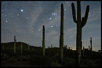Saguaro cactus and Javelina Mountains under stary sky with Orion. Sonoran Desert National Monument, Arizona, USA ( color)
