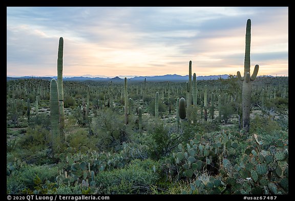 Dense cactus forest at sunrise with distant South Maricopa Mountains. Sonoran Desert National Monument, Arizona, USA (color)