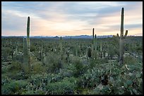 Dense cactus forest at sunrise with distant South Maricopa Mountains. Sonoran Desert National Monument, Arizona, USA ( color)