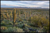 Dense Saguaro cactus forest at sunrise with distant South Maricopa Mountains. Sonoran Desert National Monument, Arizona, USA ( color)