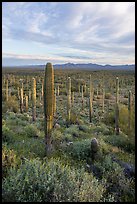 Dense Saguaro cactus forest at sunrise with distant South Maricopa Mountains. Sonoran Desert National Monument, Arizona, USA ( color)
