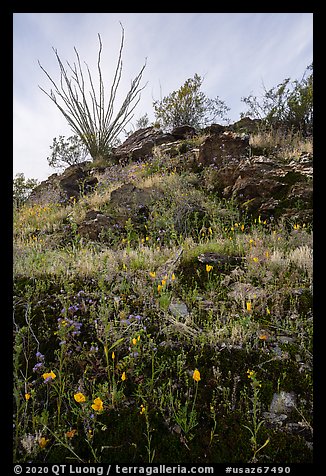 Rocky hillside with wildflowers and desert plants. Sonoran Desert National Monument, Arizona, USA (color)