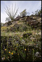 Rocky hillside with wildflowers and desert plants. Sonoran Desert National Monument, Arizona, USA ( color)