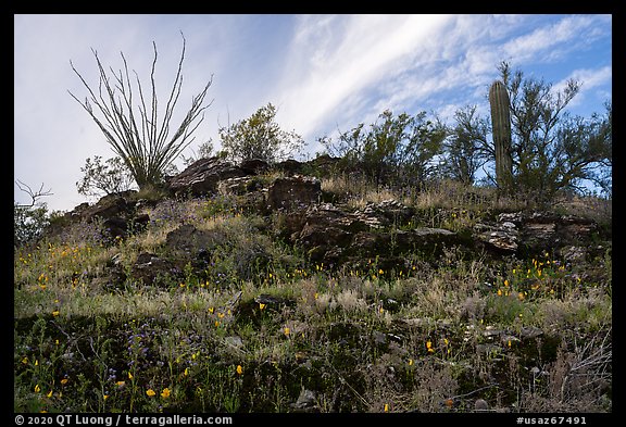 Rocky hillside with wildflowers, ocotillo and cactus. Sonoran Desert National Monument, Arizona, USA (color)