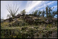 Rocky hillside with wildflowers, ocotillo and cactus. Sonoran Desert National Monument, Arizona, USA ( color)