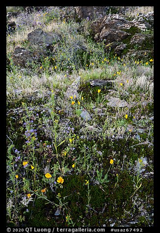 Close-up of rocks and spring annual flowers. Sonoran Desert National Monument, Arizona, USA (color)