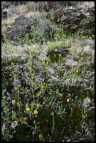 Close-up of rocks and spring annual flowers. Sonoran Desert National Monument, Arizona, USA ( color)