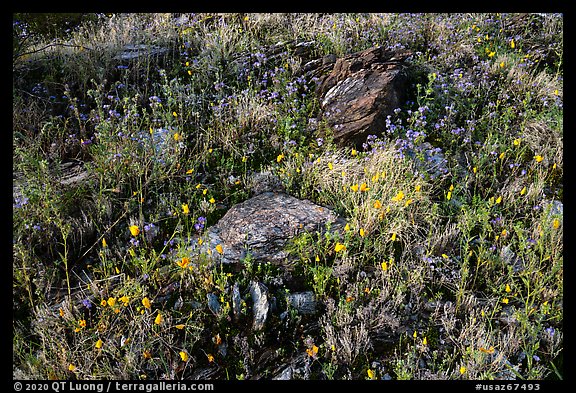 Close-up of rocks and annual wildflowers. Sonoran Desert National Monument, Arizona, USA (color)