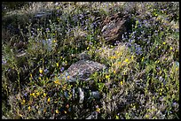 Close-up of rocks and annual wildflowers. Sonoran Desert National Monument, Arizona, USA ( color)