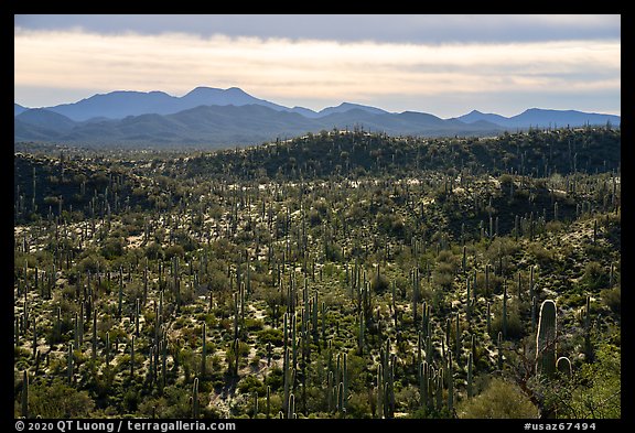 Cactus and Table Top Mountain. Sonoran Desert National Monument, Arizona, USA (color)