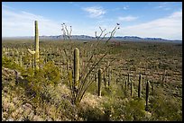 Ocotillo, bajada with dense Saguaro forest, South Maricopa Mountains. Sonoran Desert National Monument, Arizona, USA ( color)
