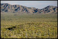 Plain with dense stands of Saguaro cactus and South Maricopa Mountains. Sonoran Desert National Monument, Arizona, USA ( color)