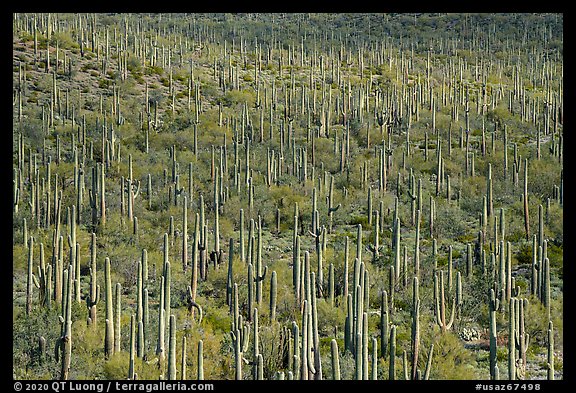 Dense concentration of Giant Saguaro cactus. Sonoran Desert National Monument, Arizona, USA (color)