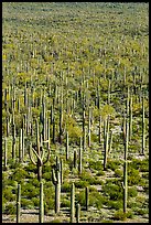 Giant Saguaro cactus forest. Sonoran Desert National Monument, Arizona, USA ( color)