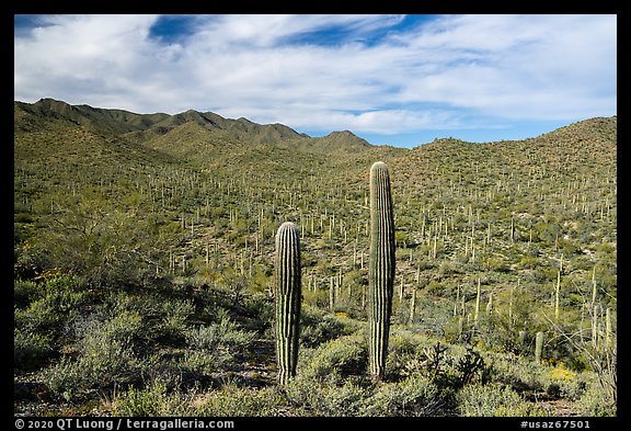 Sand Tank Mountains slopes covered with Saguaro cactus. Sonoran Desert National Monument, Arizona, USA (color)