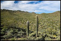 Sand Tank Mountains slopes covered with Saguaro cactus. Sonoran Desert National Monument, Arizona, USA ( color)