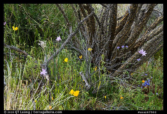 Poppies, blue flowers, and cactus skeleton. Sonoran Desert National Monument, Arizona, USA (color)