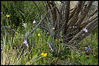 Poppies, blue flowers, and cactus skeleton. Sonoran Desert National Monument, Arizona, USA ( color)