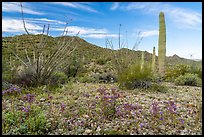 Phacelia, Ocotillo, Sand Tank Mountains. Sonoran Desert National Monument, Arizona, USA ( color)