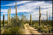 Narrow road through Sand Tank Mountains. Sonoran Desert National Monument, Arizona, USA ( color)