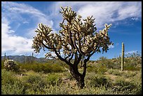 Buckhorn Cholla Cactus and Sand Tank Mountains. Sonoran Desert National Monument, Arizona, USA ( color)