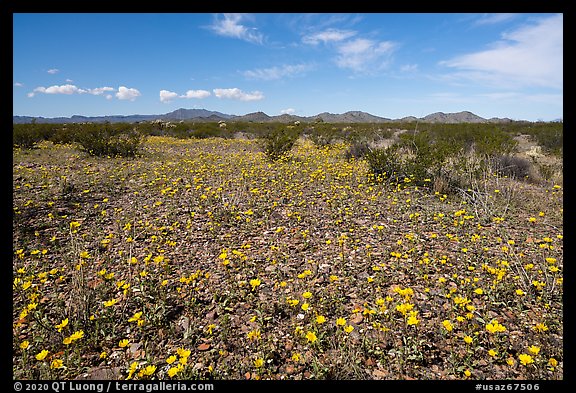 Desert Marigold, Vekol Valley. Sonoran Desert National Monument, Arizona, USA (color)