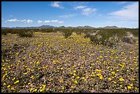 Desert Marigold, Vekol Valley. Sonoran Desert National Monument, Arizona, USA ( color)