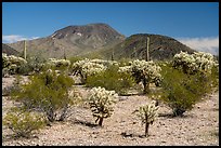 Cholla Cacti and Table Top Mountain. Sonoran Desert National Monument, Arizona, USA ( color)