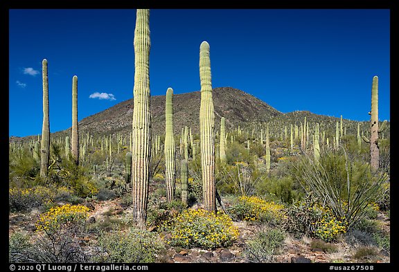 Brittlebush in bloom, Saguaro and Table Top Mountain. Sonoran Desert National Monument, Arizona, USA (color)