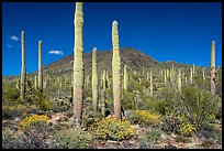 Brittlebush in bloom, Saguaro and Table Top Mountain. Sonoran Desert National Monument, Arizona, USA ( color)