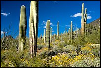 Saguaro cactus forest in springtime. Sonoran Desert National Monument, Arizona, USA ( color)