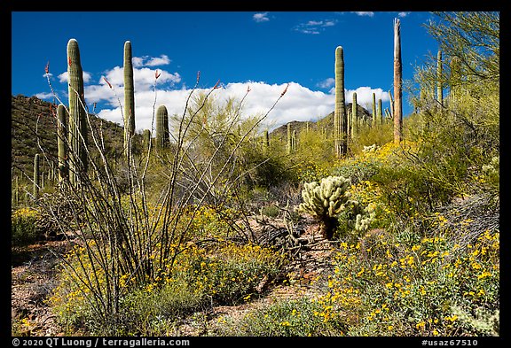 Sonoran Desert in bloom. Sonoran Desert National Monument, Arizona, USA (color)