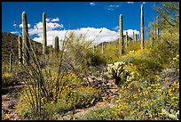 Sonoran Desert in bloom. Sonoran Desert National Monument, Arizona, USA ( color)