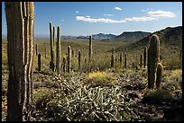 Cactus and Vekol Mountains. Sonoran Desert National Monument, Arizona, USA ( color)