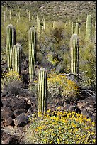 Young Saguaro cacti in springtime. Sonoran Desert National Monument, Arizona, USA ( color)