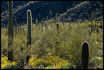 Cactus among dense Palo Verde on Table Top Mountain. Sonoran Desert National Monument, Arizona, USA ( color)