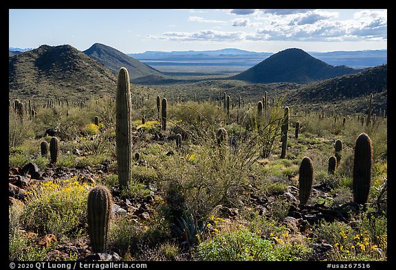 Distant Vekol Valley from Table Top Mountain. Sonoran Desert National Monument, Arizona, USA (color)