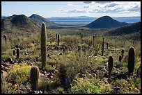 Distant Vekol Valley from Table Top Mountain. Sonoran Desert National Monument, Arizona, USA ( color)